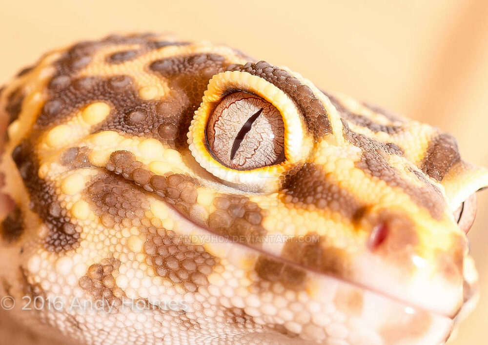 11 Gecko Gecko Leopardo Bell Albino - Minisaurios