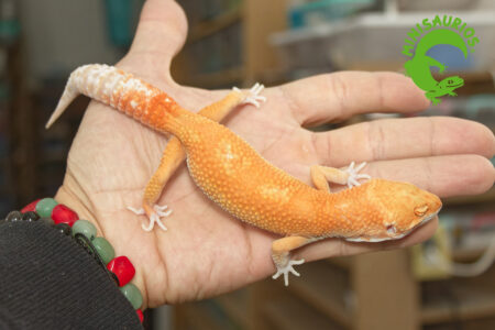 blood-tremper-1