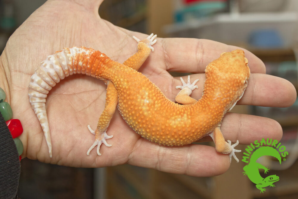 blood-tremper-2