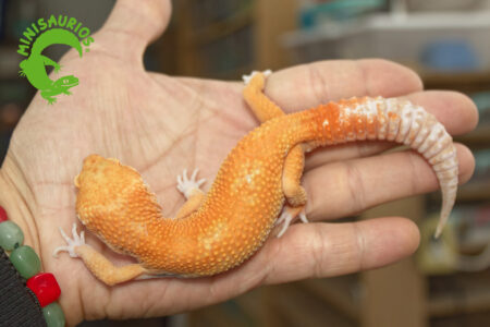 blood-tremper-3
