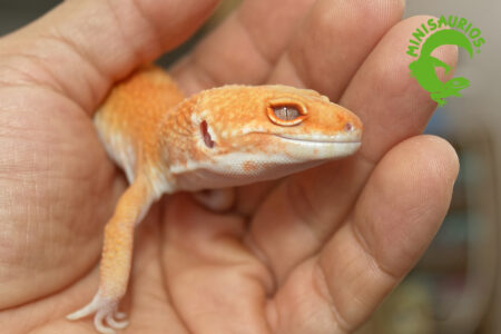 blood-tremper-4